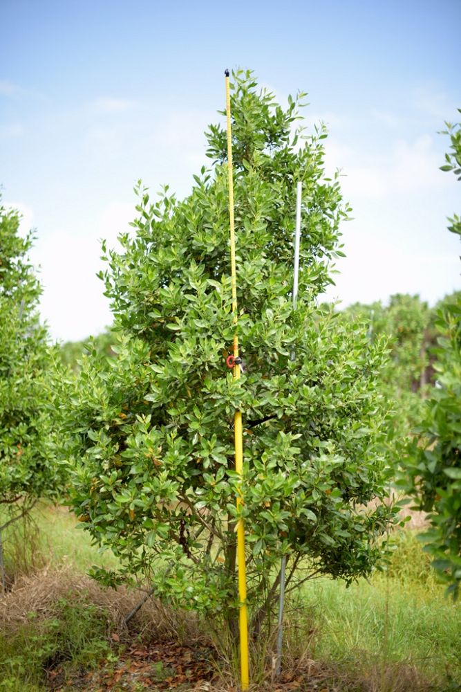 conocarpus-erectus-momba-green-buttonwood