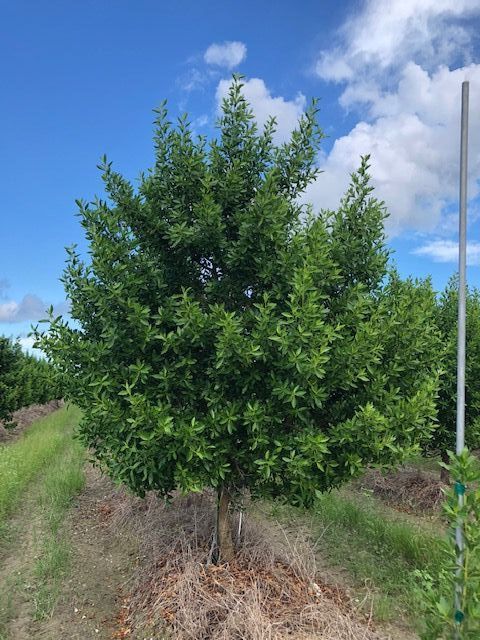 conocarpus-erectus-momba-green-buttonwood
