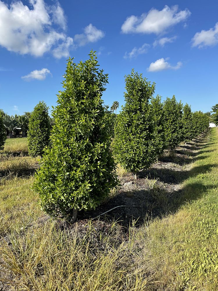 conocarpus-erectus-momba-green-buttonwood