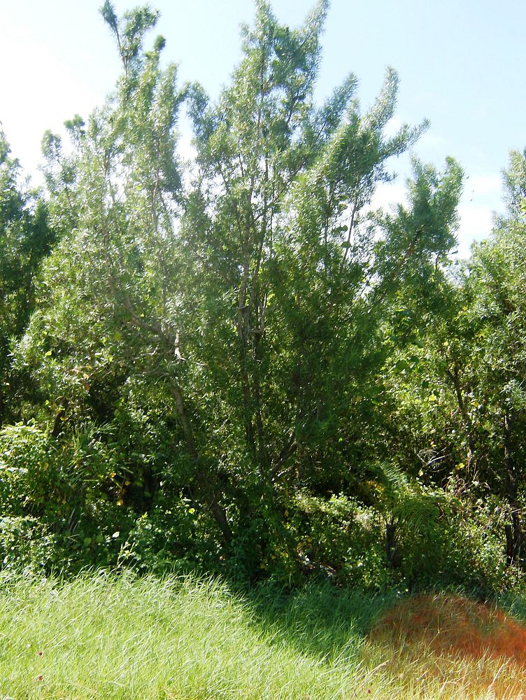 conocarpus-erectus-ponocarpus-key-largo-green-buttonwood