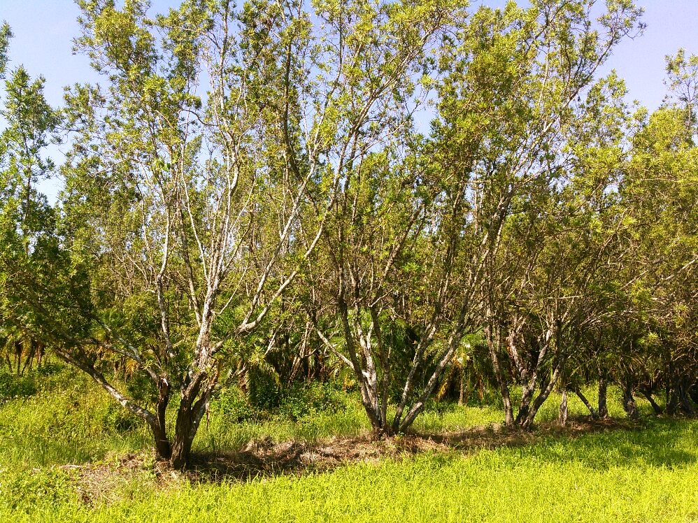 conocarpus-erectus-ponocarpus-key-largo-green-buttonwood