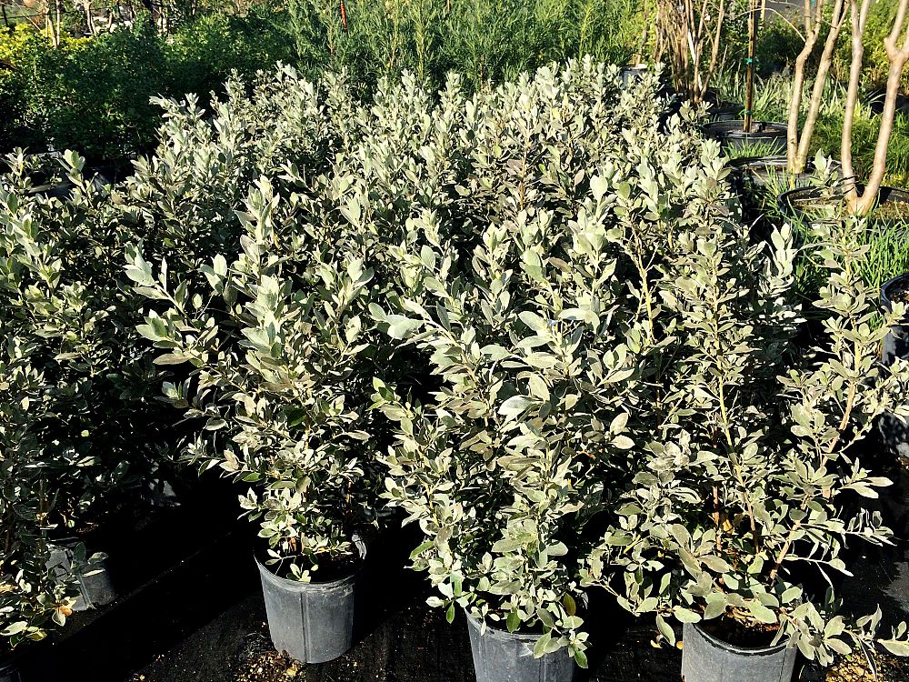 conocarpus-erectus-sericeus-silver-buttonwood