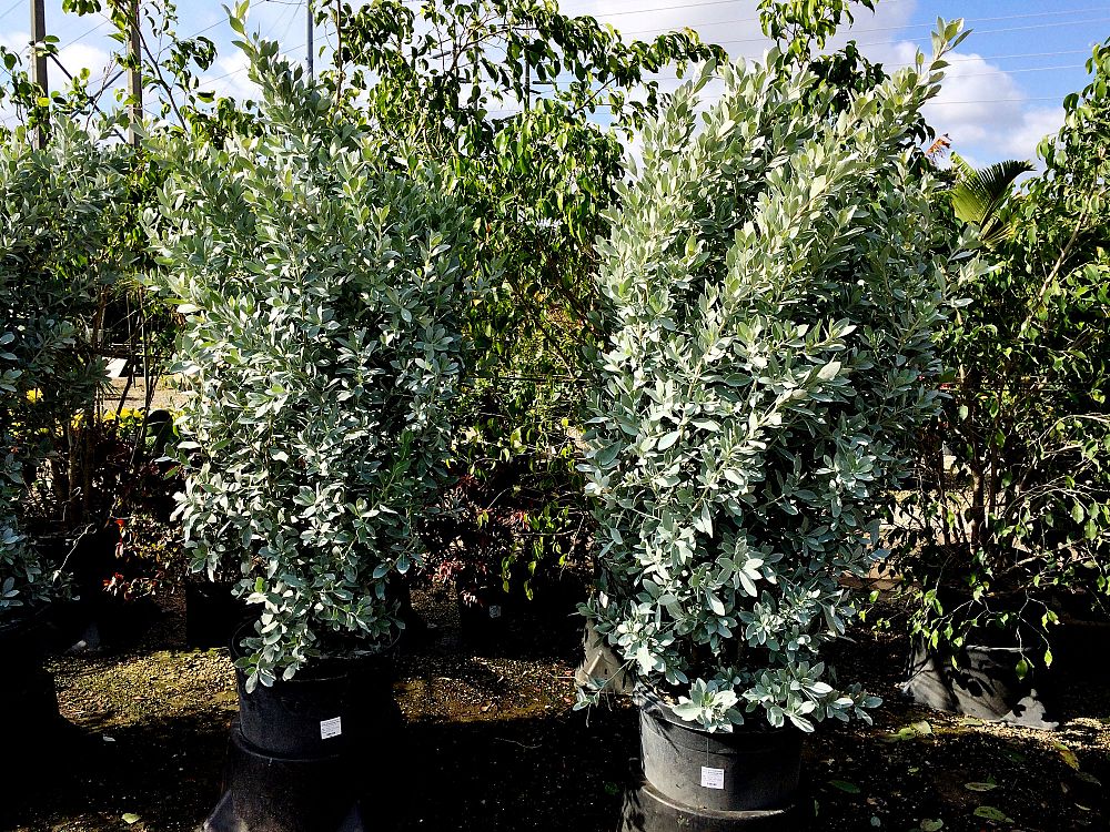 conocarpus-erectus-sericeus-silver-buttonwood
