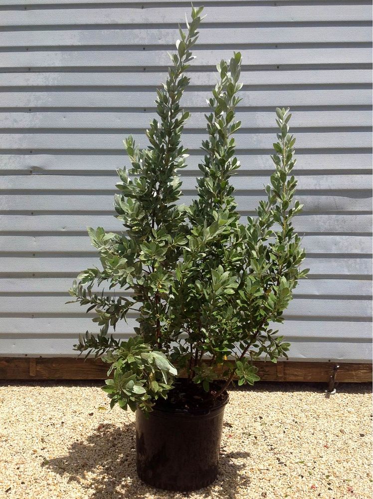 conocarpus-erectus-sericeus-silver-buttonwood