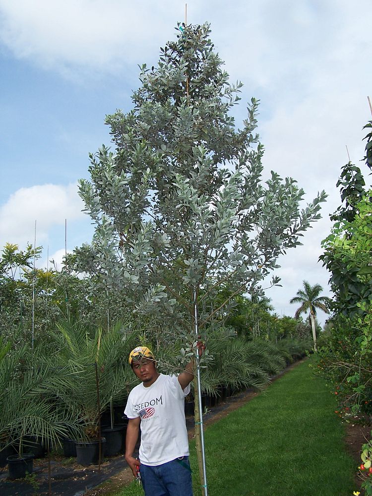 conocarpus-erectus-sericeus-silver-buttonwood