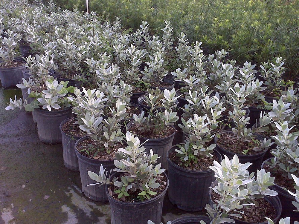 conocarpus-erectus-sericeus-silver-buttonwood