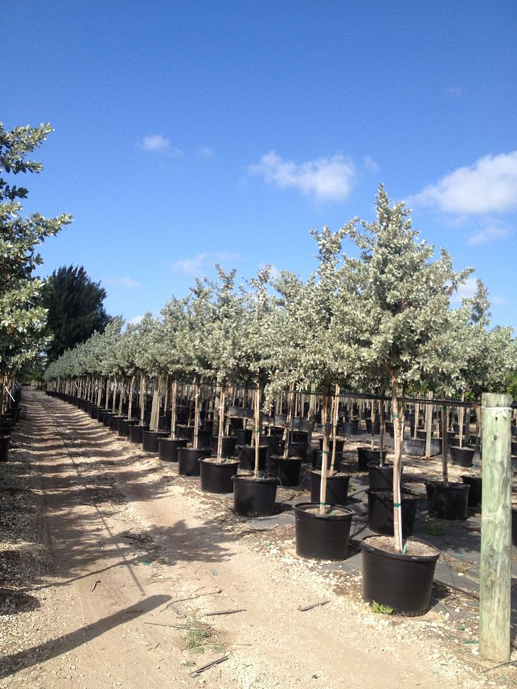 conocarpus-erectus-sericeus-silver-buttonwood