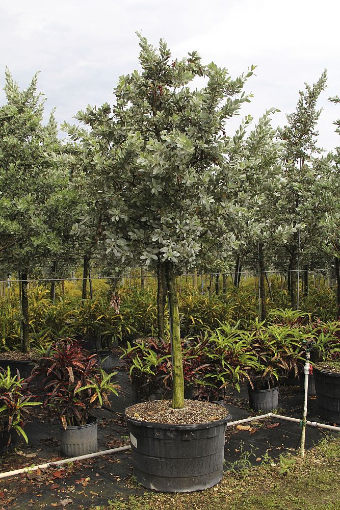 conocarpus-erectus-sericeus-silver-buttonwood