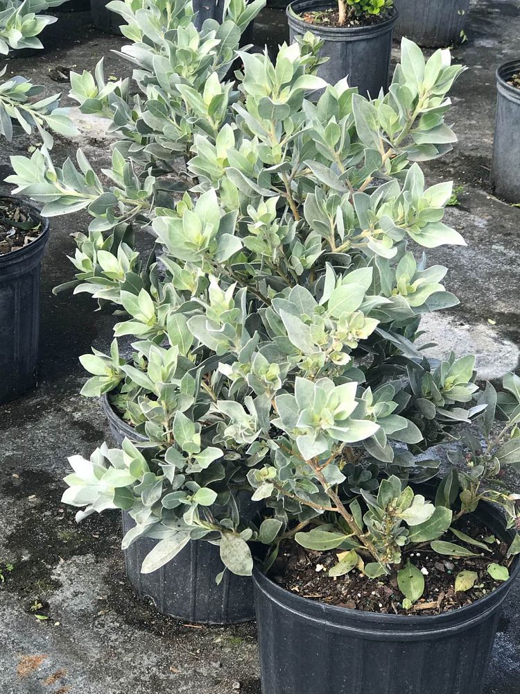 conocarpus-erectus-sericeus-silver-buttonwood