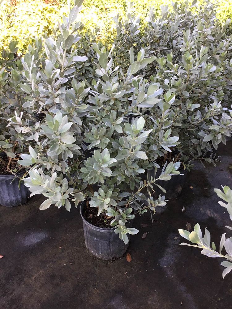 conocarpus-erectus-sericeus-silver-buttonwood