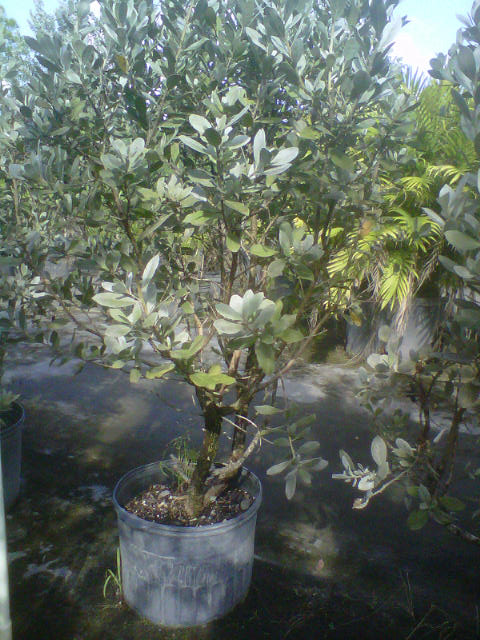 conocarpus-erectus-sericeus-silver-buttonwood