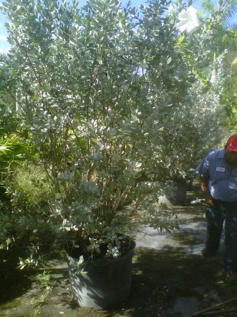 conocarpus-erectus-sericeus-silver-buttonwood