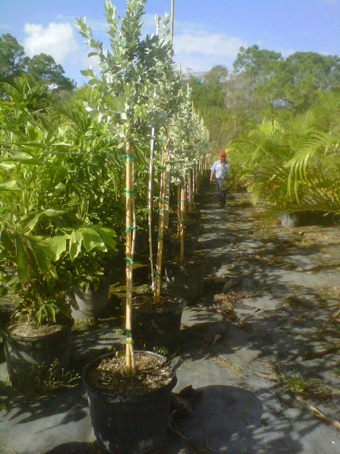 conocarpus-erectus-sericeus-silver-buttonwood