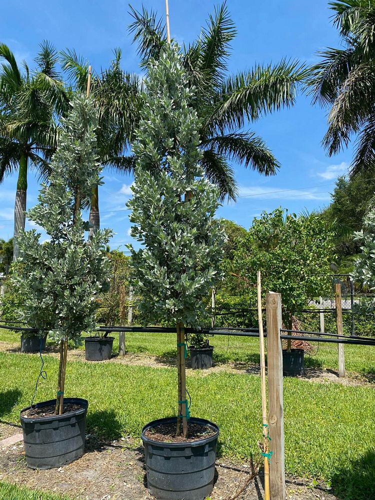 conocarpus-erectus-sericeus-silver-buttonwood