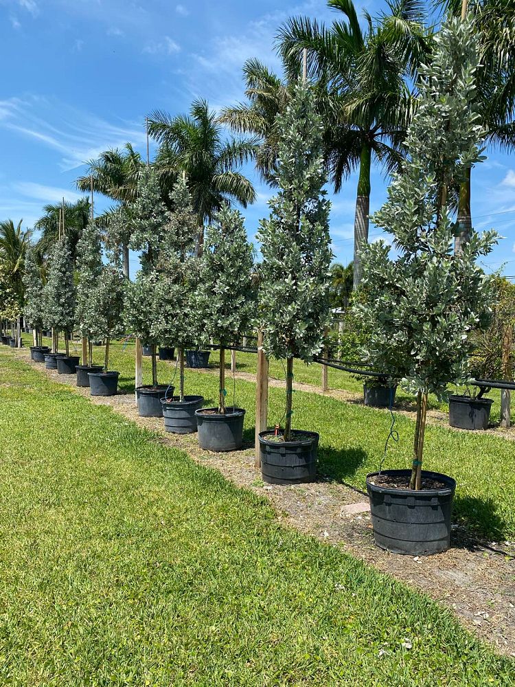 conocarpus-erectus-sericeus-silver-buttonwood