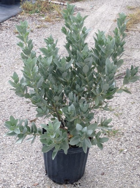 conocarpus-erectus-sericeus-silver-buttonwood