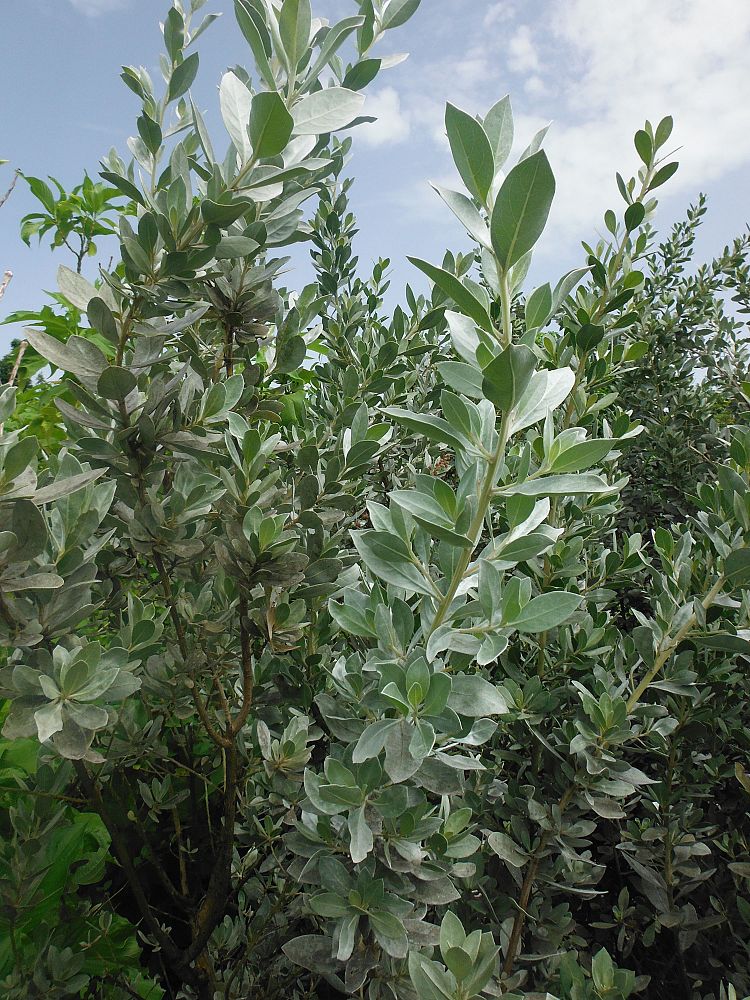 conocarpus-erectus-sericeus-silver-buttonwood