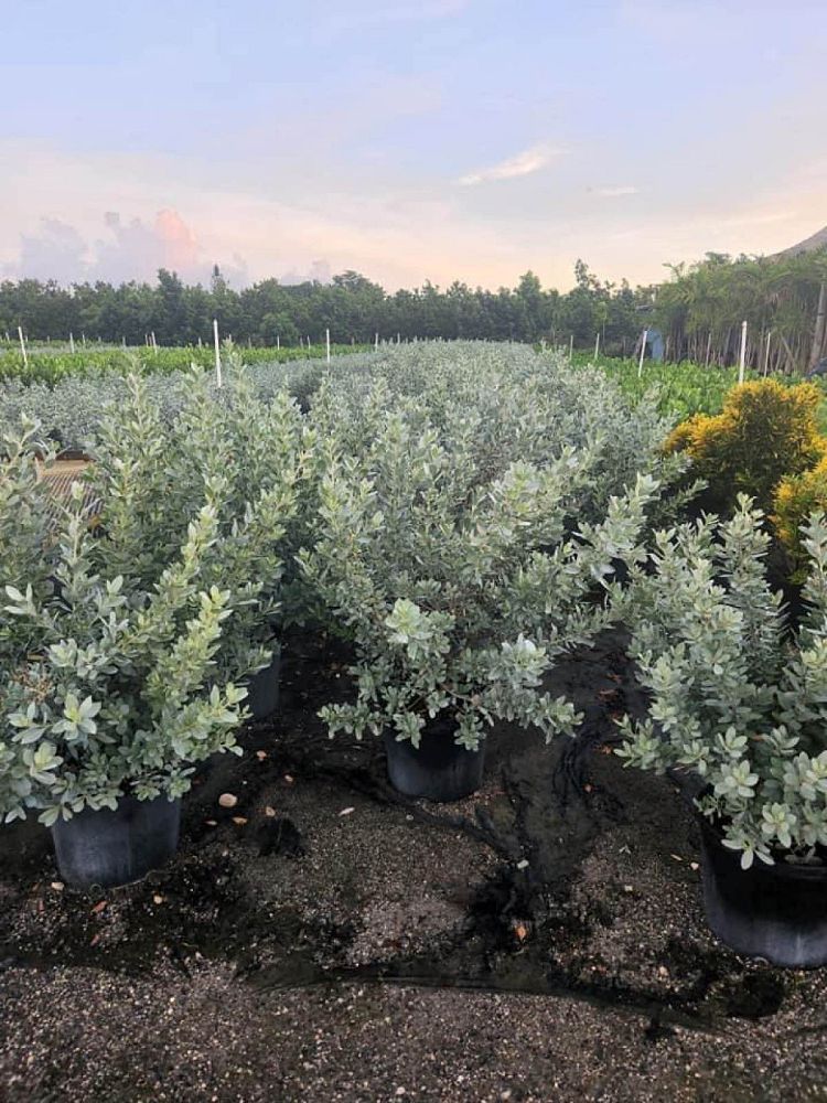 conocarpus-erectus-sericeus-silver-buttonwood