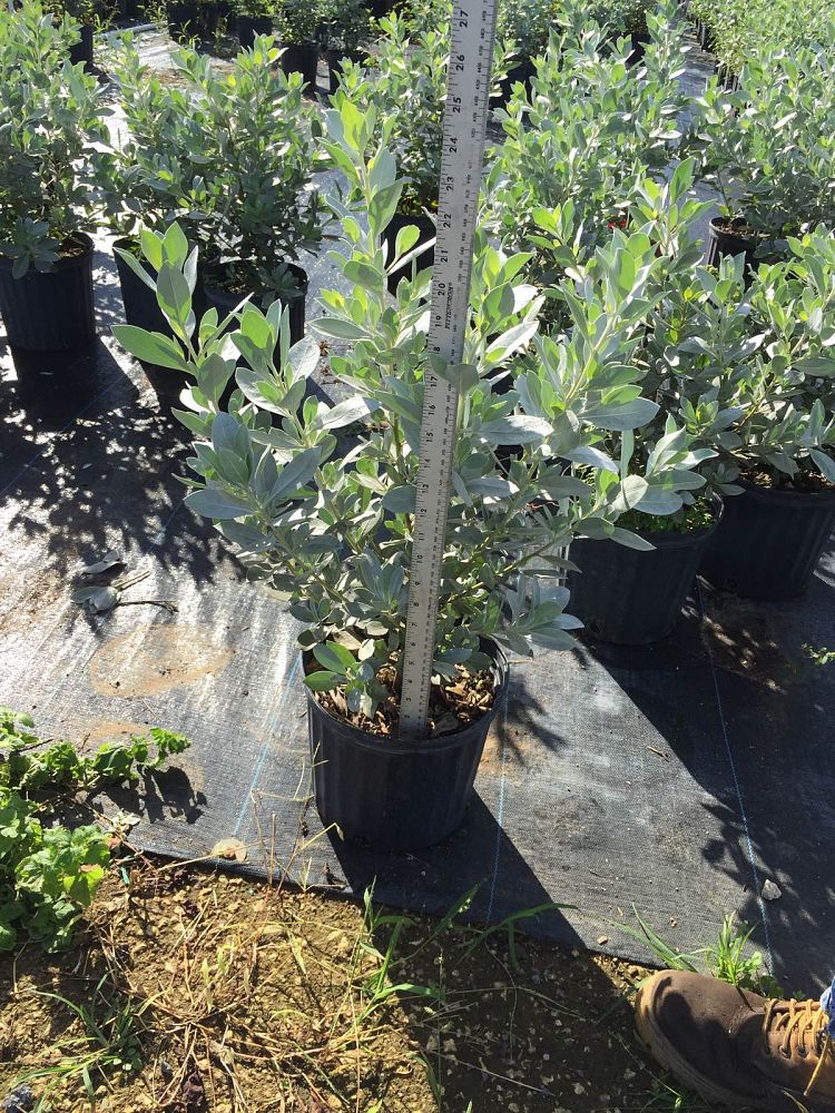 conocarpus-erectus-sericeus-silver-buttonwood