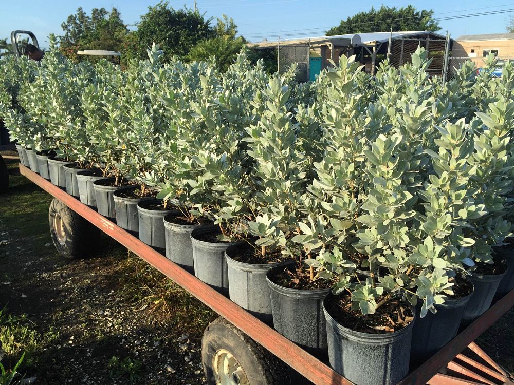 conocarpus-erectus-sericeus-silver-buttonwood
