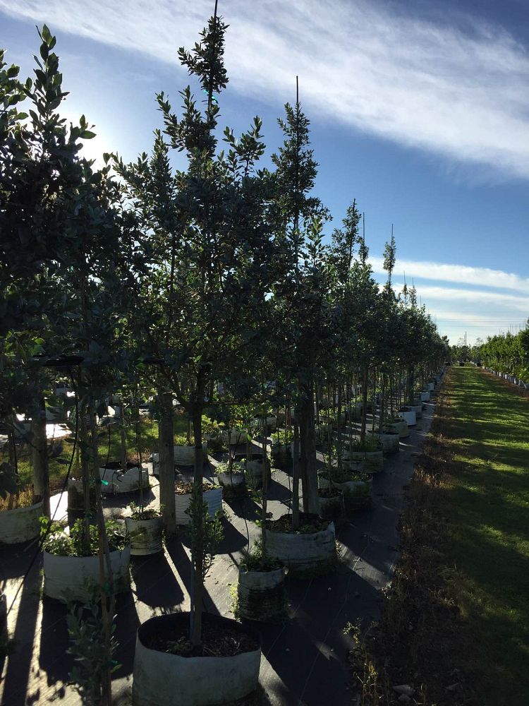 conocarpus-erectus-sericeus-silver-buttonwood