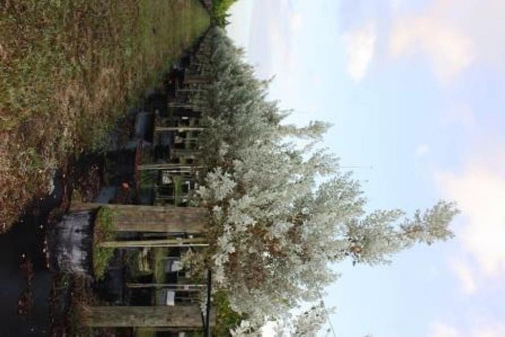 conocarpus-erectus-sericeus-silver-buttonwood