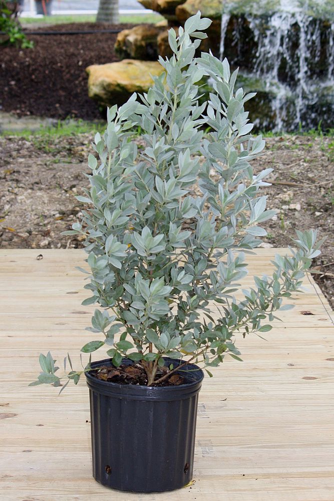 conocarpus-erectus-sericeus-silver-buttonwood