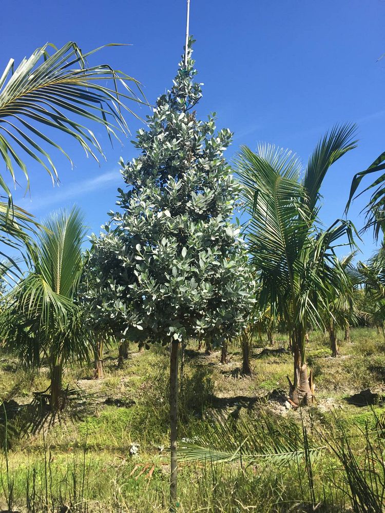conocarpus-erectus-sericeus-silver-buttonwood