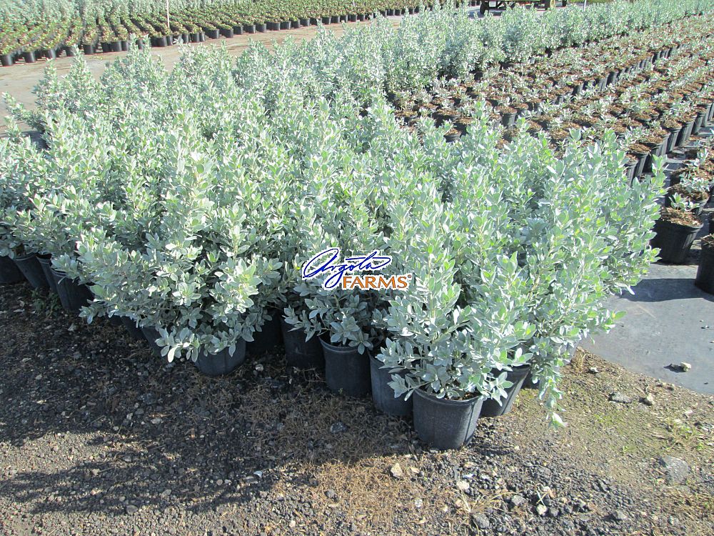 conocarpus-erectus-sericeus-silver-buttonwood