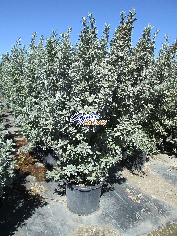 conocarpus-erectus-sericeus-silver-buttonwood