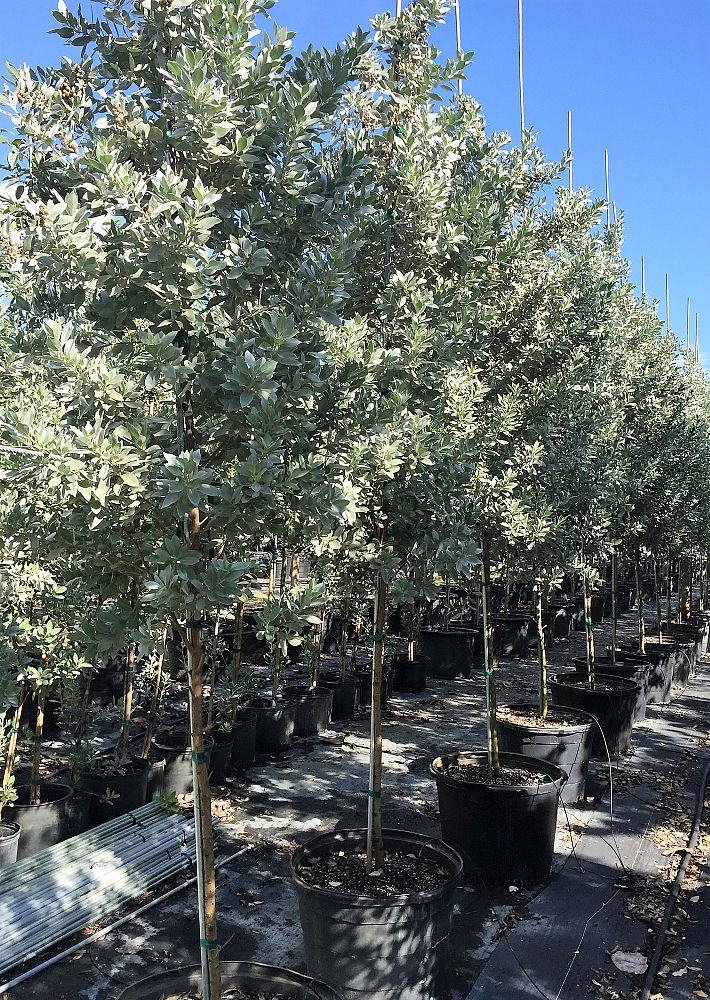 conocarpus-erectus-sericeus-silver-buttonwood