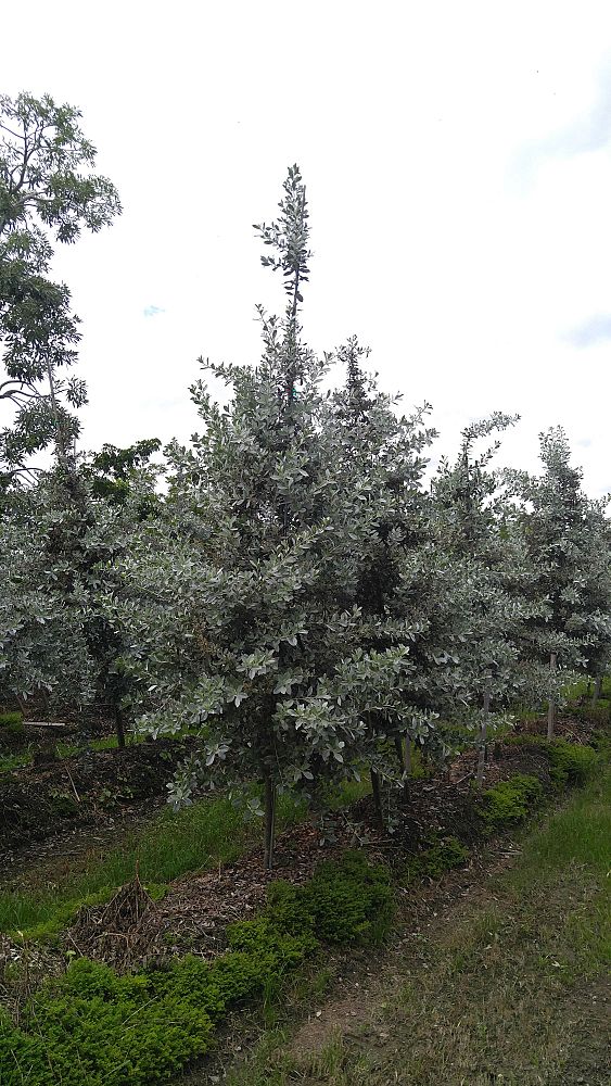 conocarpus-erectus-sericeus-silver-buttonwood