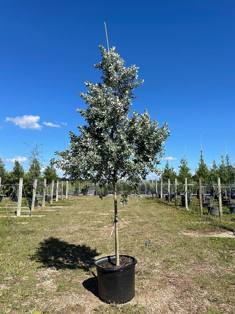 conocarpus-erectus-sericeus-silver-buttonwood