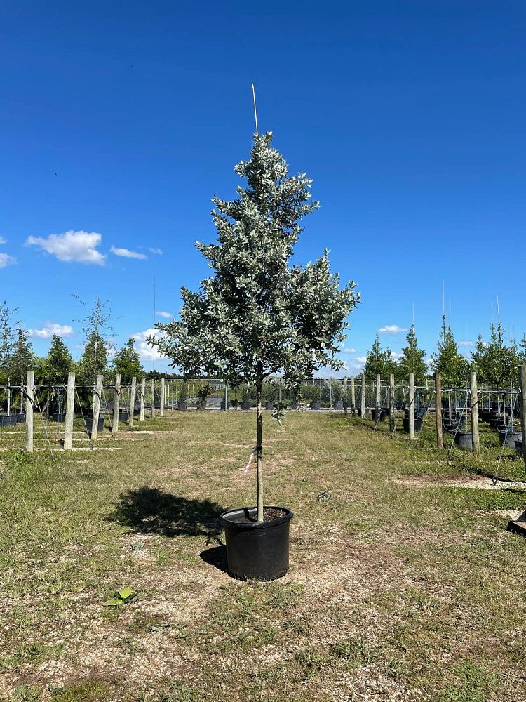 conocarpus-erectus-sericeus-silver-buttonwood