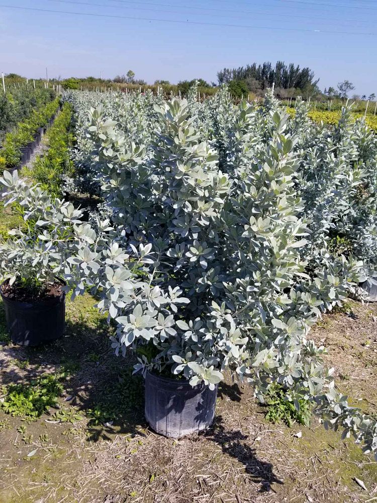 conocarpus-erectus-sericeus-silver-buttonwood