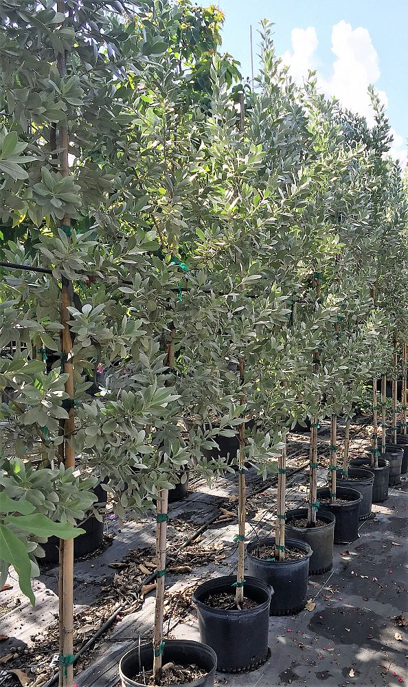 conocarpus-erectus-sericeus-silver-buttonwood