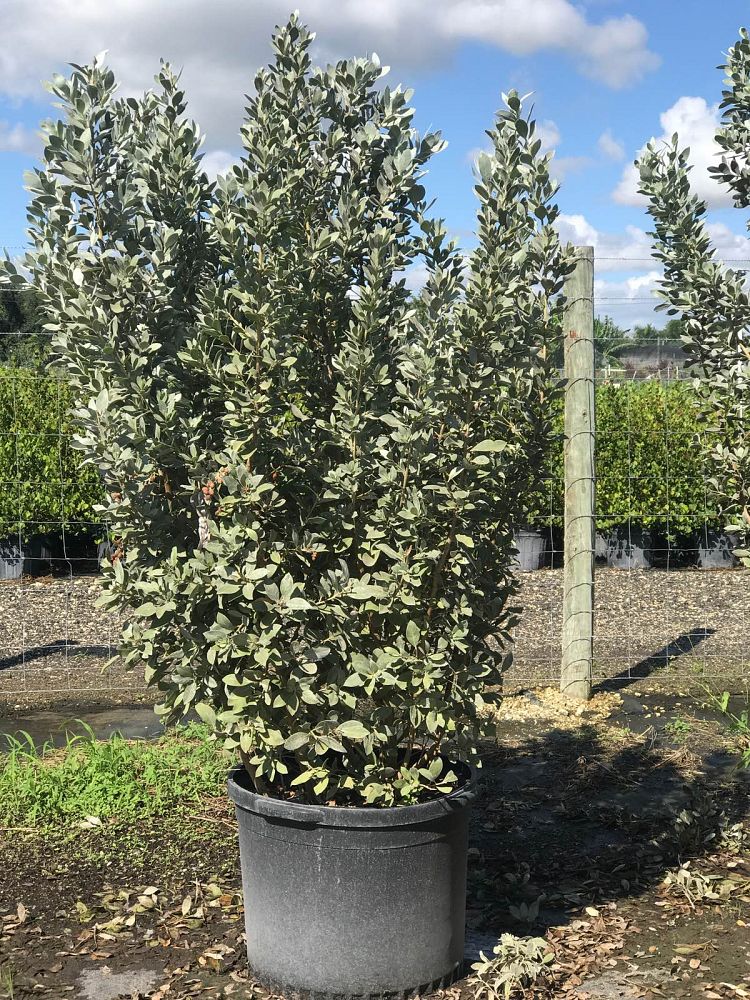 conocarpus-erectus-sericeus-silver-buttonwood