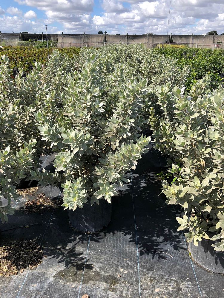 conocarpus-erectus-sericeus-silver-buttonwood