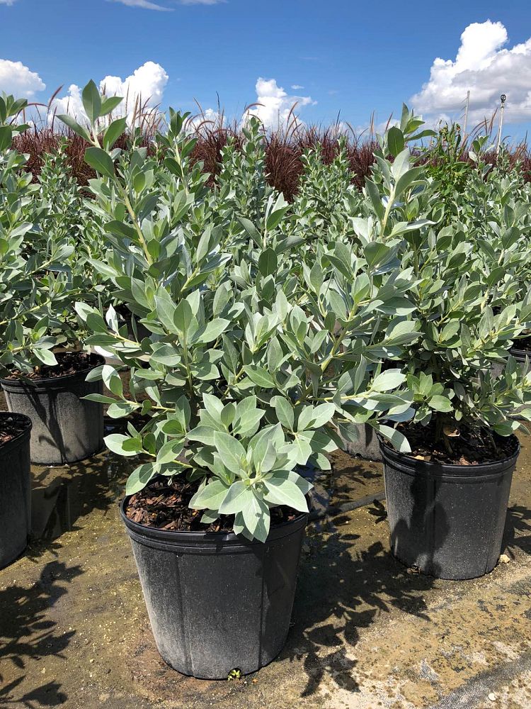 conocarpus-erectus-sericeus-silver-buttonwood