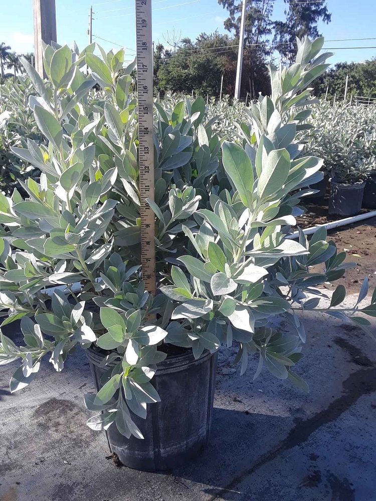 conocarpus-erectus-sericeus-silver-buttonwood