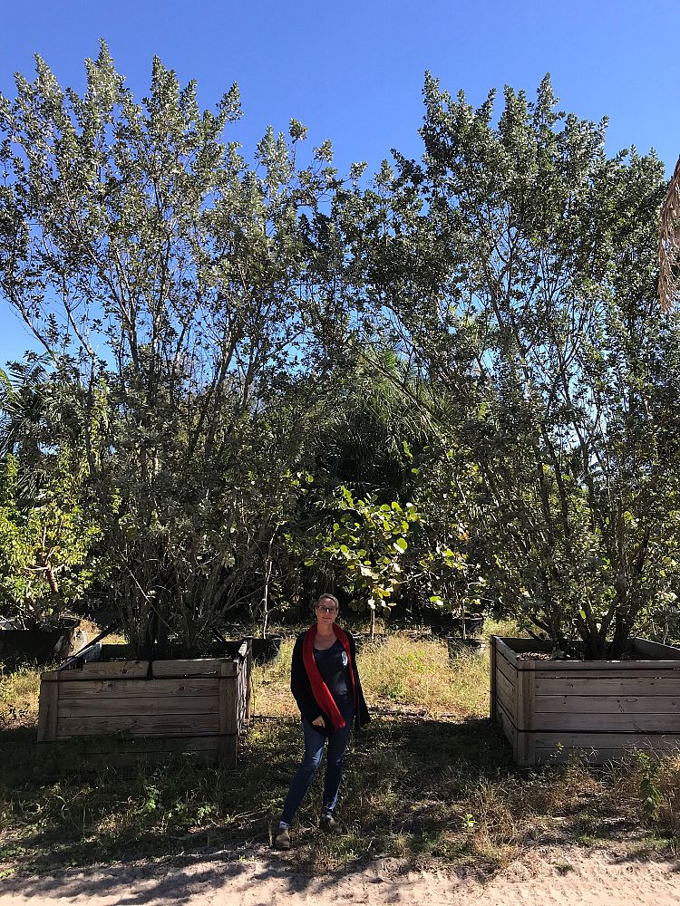 conocarpus-erectus-sericeus-silver-buttonwood