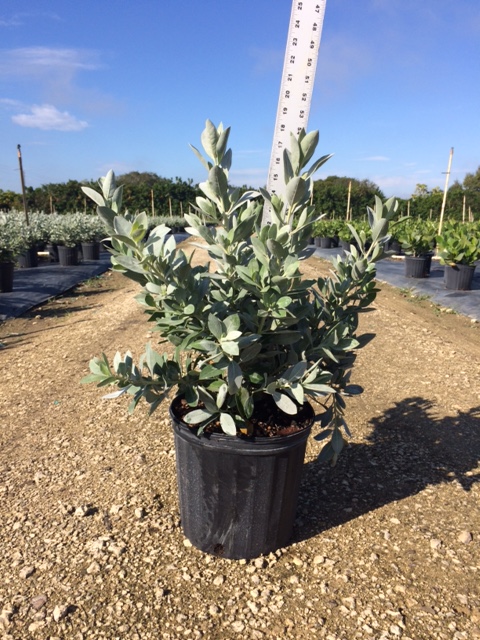 conocarpus-erectus-sericeus-silver-buttonwood