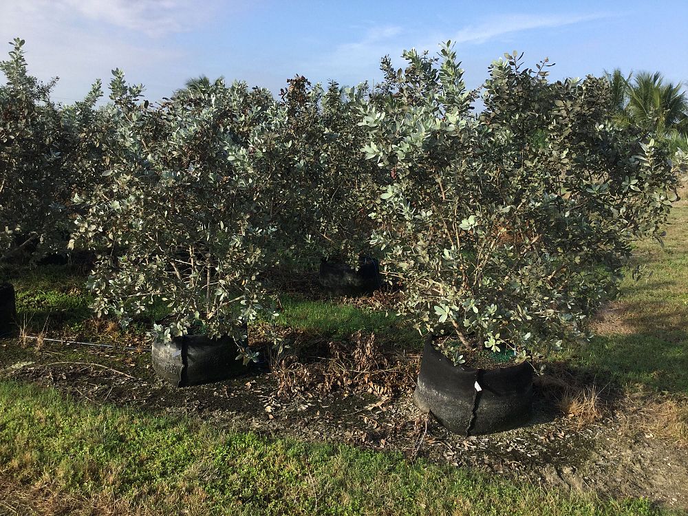 conocarpus-erectus-sericeus-silver-buttonwood