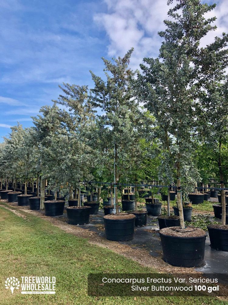 conocarpus-erectus-sericeus-silver-buttonwood