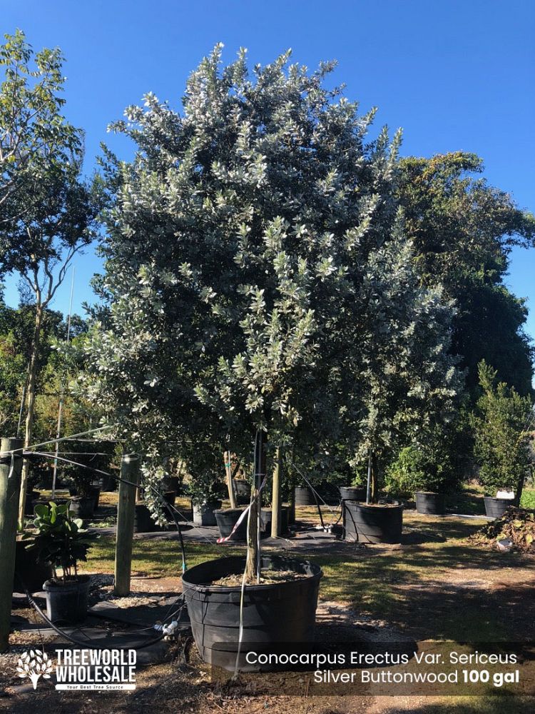 conocarpus-erectus-sericeus-silver-buttonwood