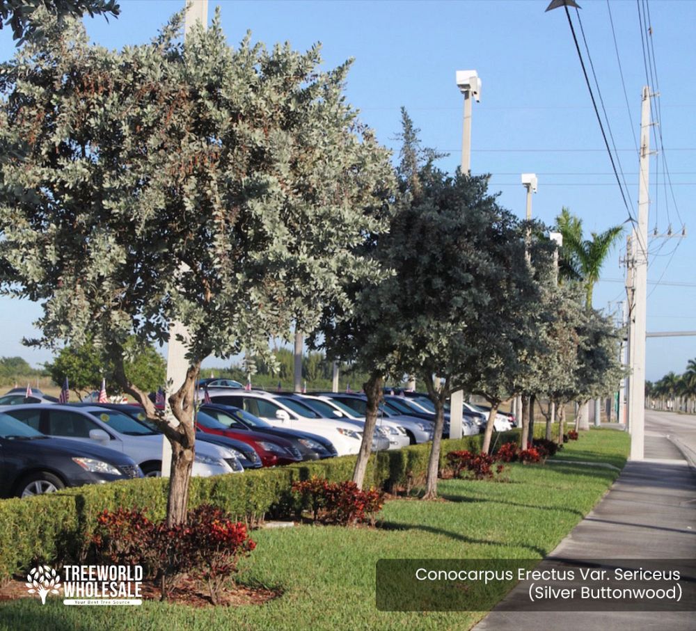 conocarpus-erectus-sericeus-silver-buttonwood