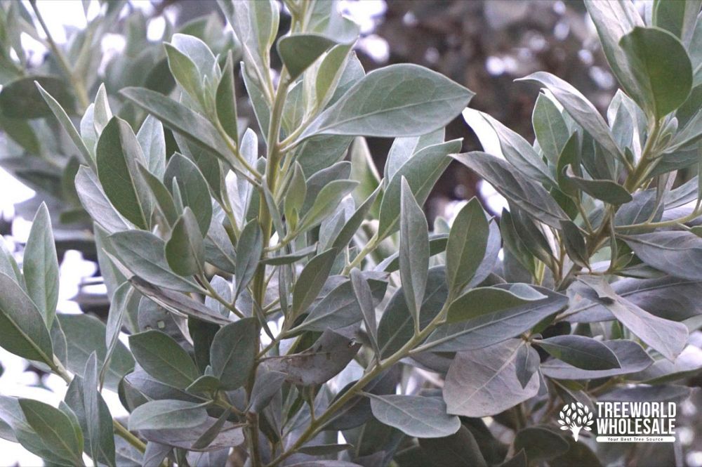 conocarpus-erectus-sericeus-silver-buttonwood