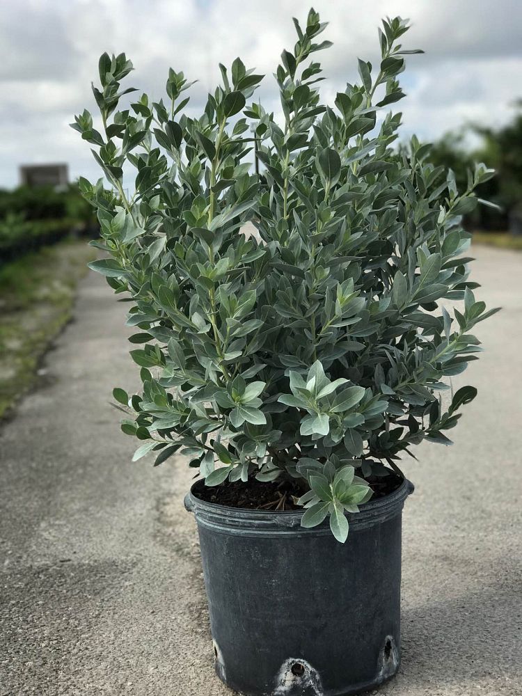 conocarpus-erectus-sericeus-silver-buttonwood