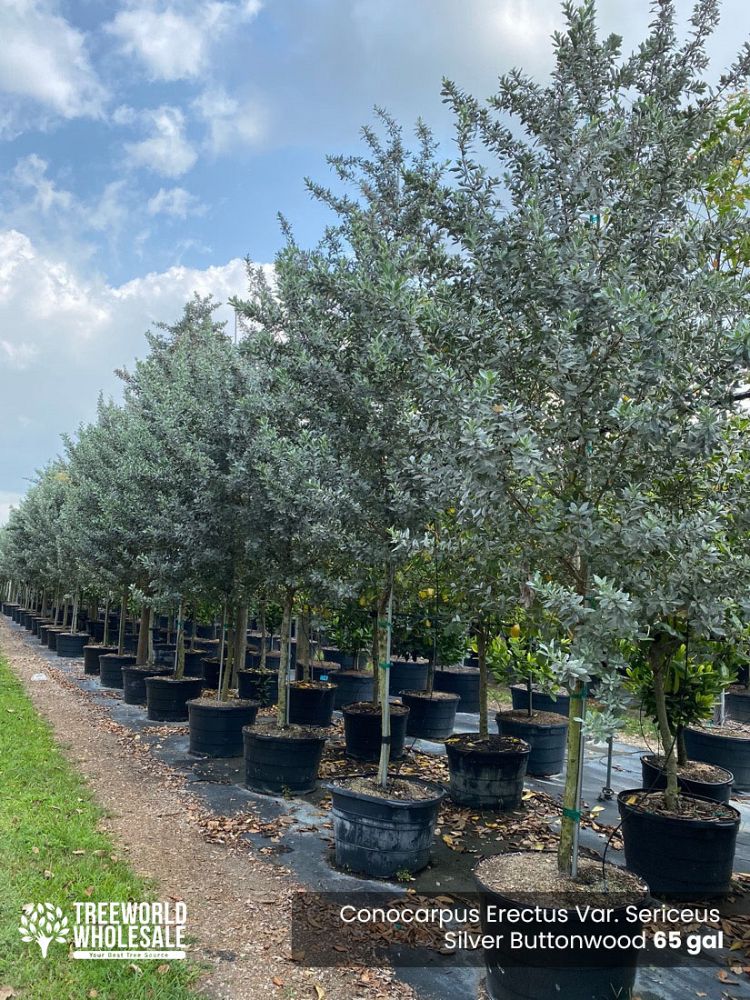 conocarpus-erectus-sericeus-silver-buttonwood