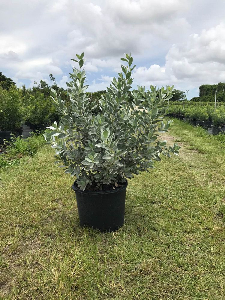 conocarpus-erectus-sericeus-silver-buttonwood